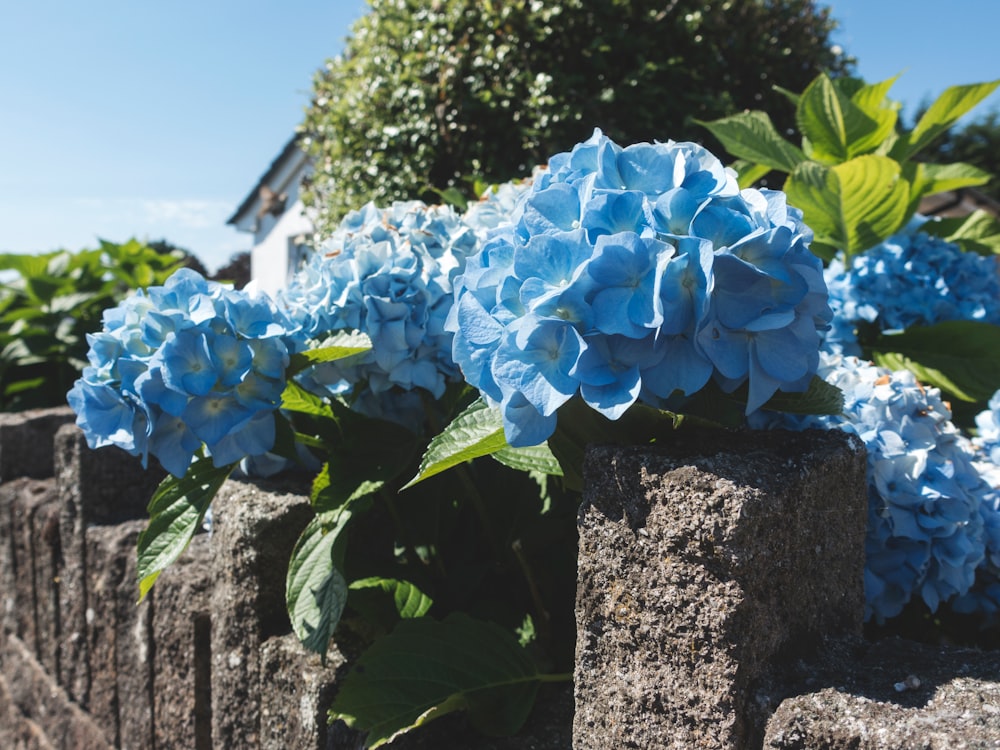 blue hydrangeas flowers
